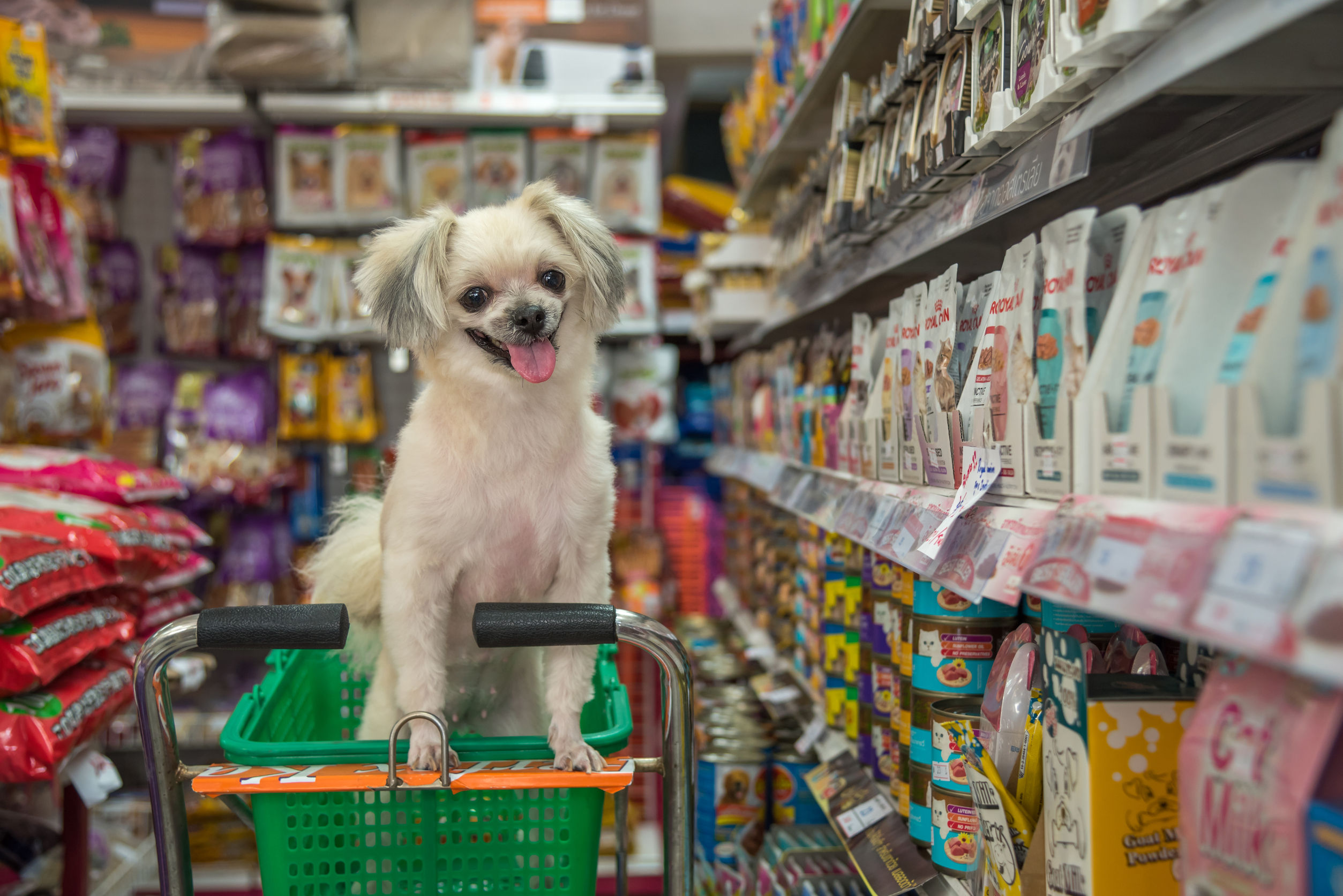 Shopping pet